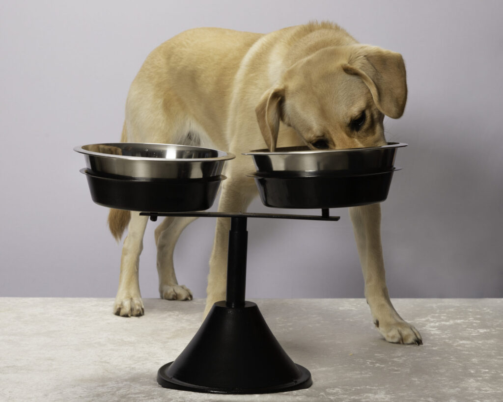 'Wild Dog' bowl Pets accesories